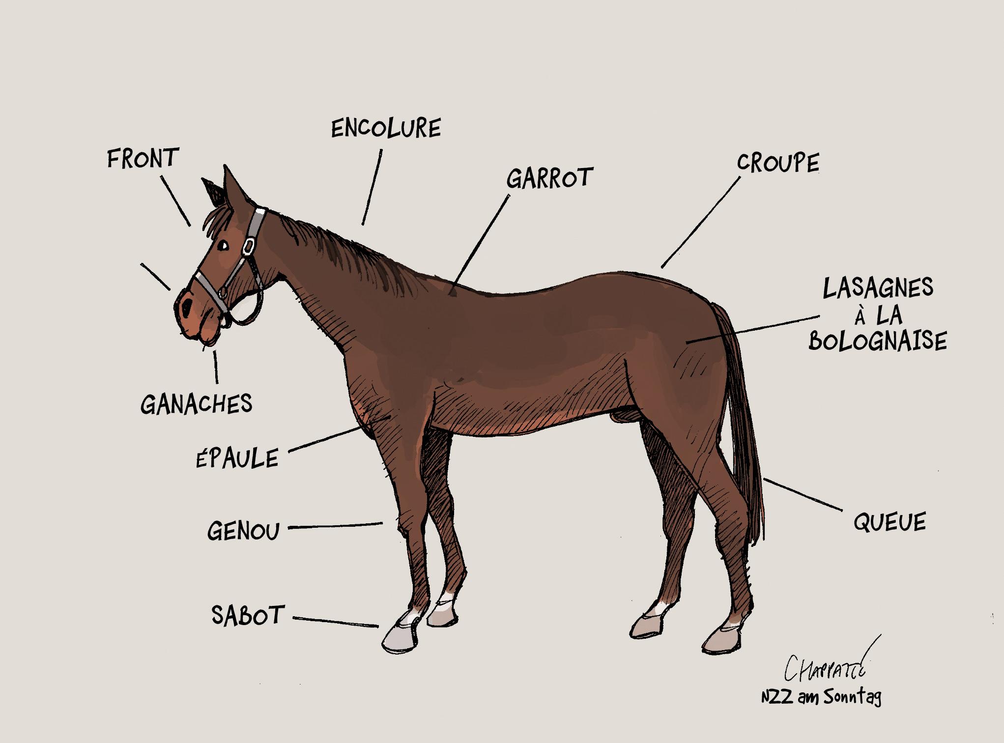 Anatomie du cheval