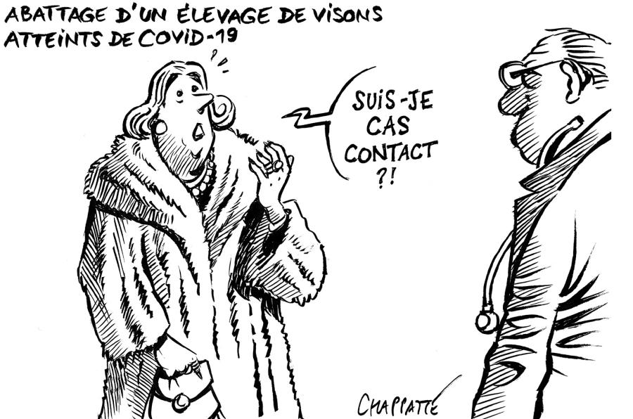 Les visons et le virus Les visons et le virus Les visons et le virus
