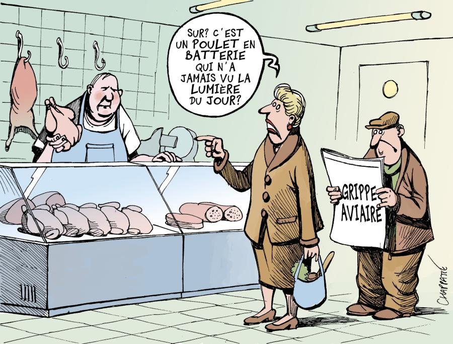 Poulets sains? Poulets sains? Poulets sains?