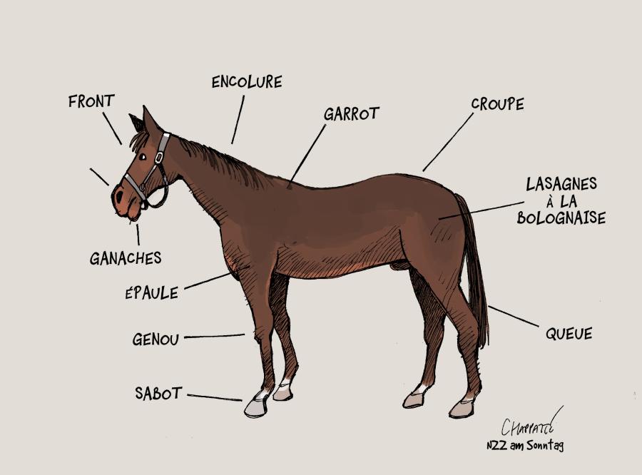 Anatomie du cheval Anatomie du cheval